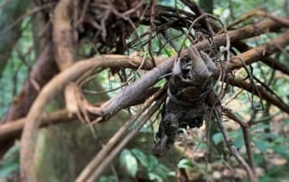 traps kill animals