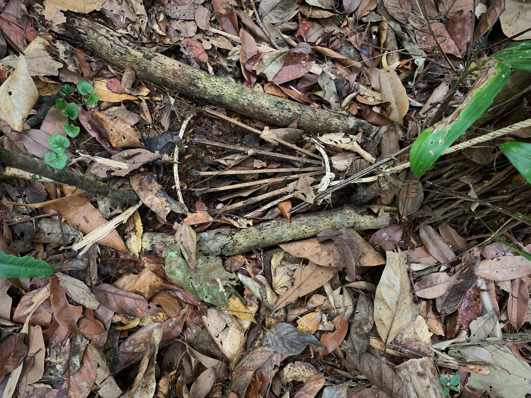 Snares are lethal weapons that trap and kill animals - Wildlife Alliance Snares are lethal weapons that trap and kill animals - Wildlife Alliance