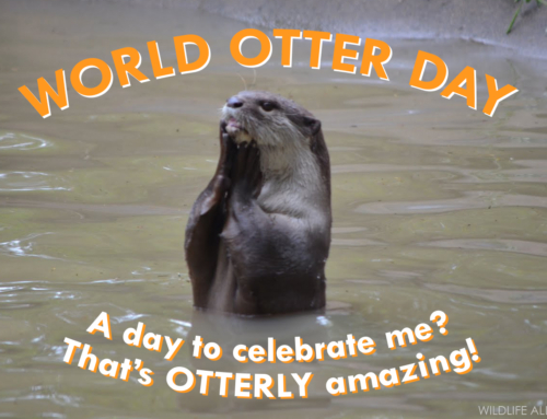 Happy World Otter Day – May 29, 2019