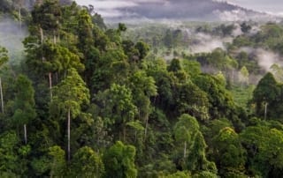 Cardamom Forest Protection Program