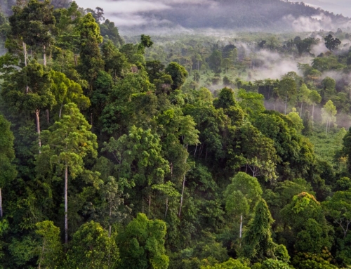 A guide to Cambodia’s Cardamom Rainforest
