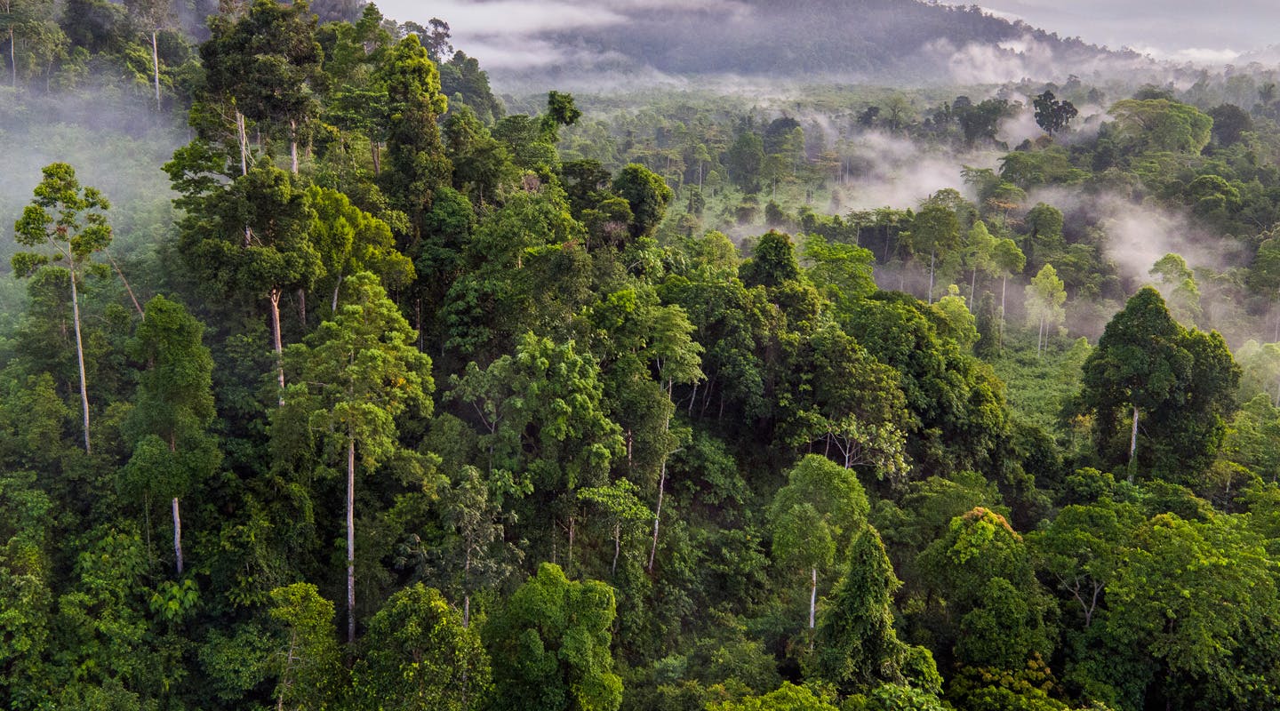 Cardamom Forest Protection Program