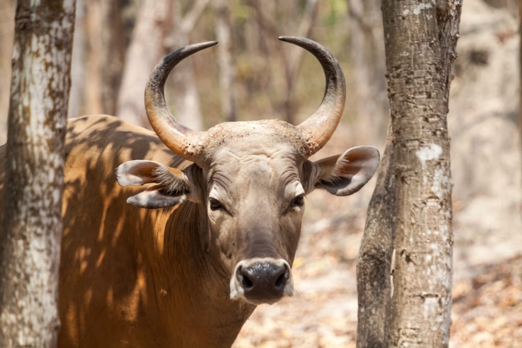 BAnteng