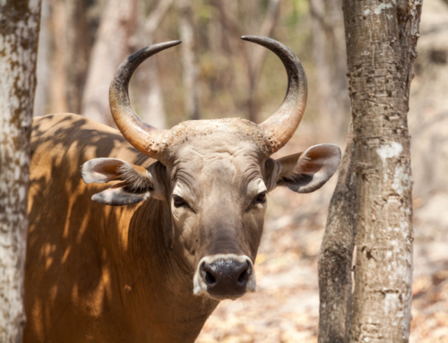 Banteng: Southeast Asia’s Endangered Wild Cattle