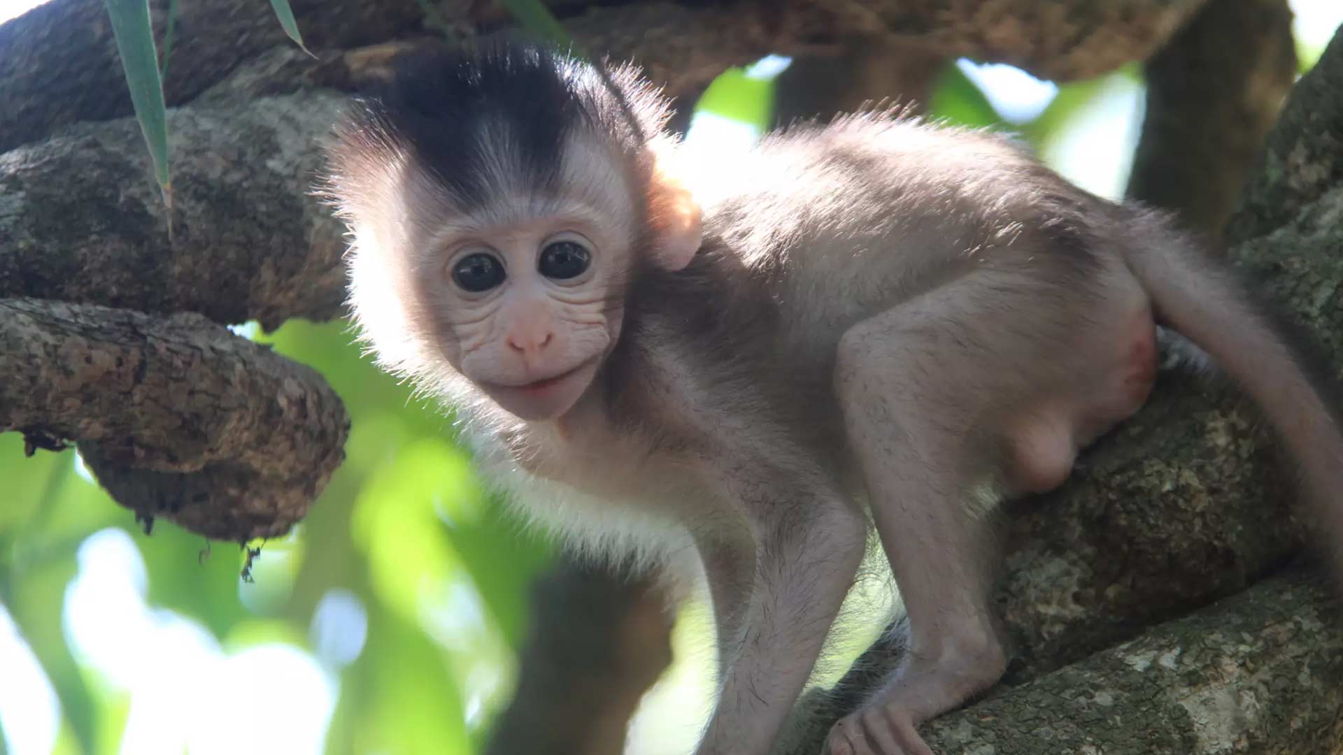 Why monkeys attack sick members of their troop – and don't