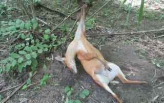 'Barbaric' snares are wiping out Southeast Asia's wild animals