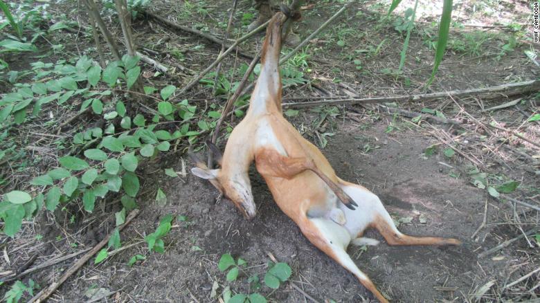 'Barbaric' snares are wiping out Southeast Asia's wild animals