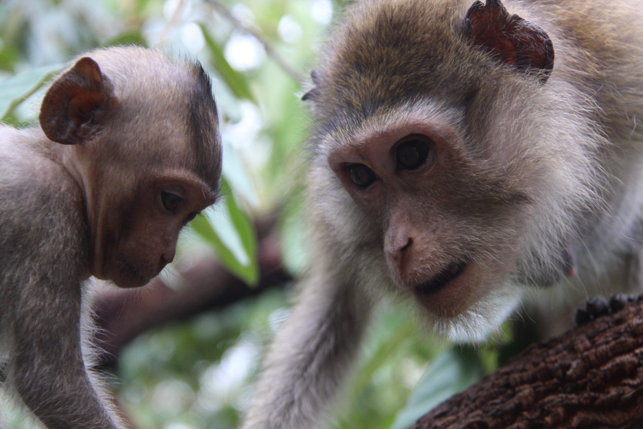 Video Amari And Lori Taken To Phnom Tamao Wildlife Rescue Center - 