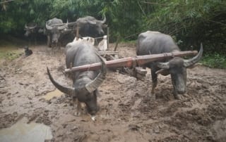 Illegal Logging - Central Cardamom National Park