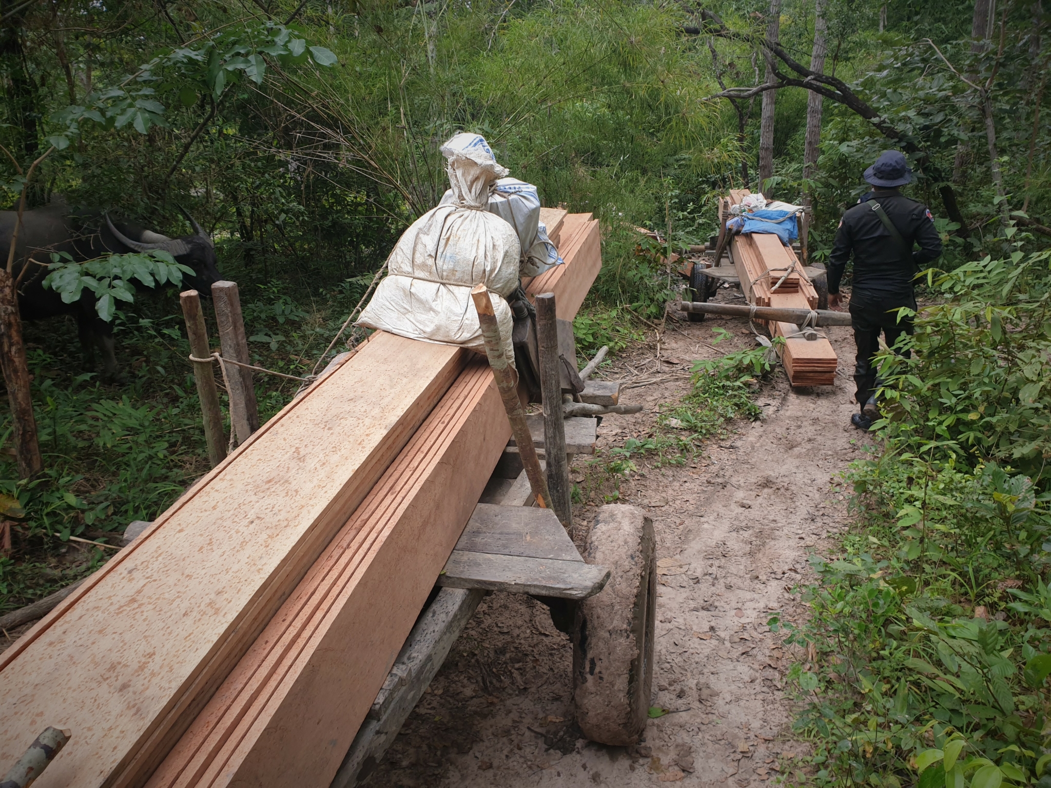 illegal logging in Central Cardamom Park