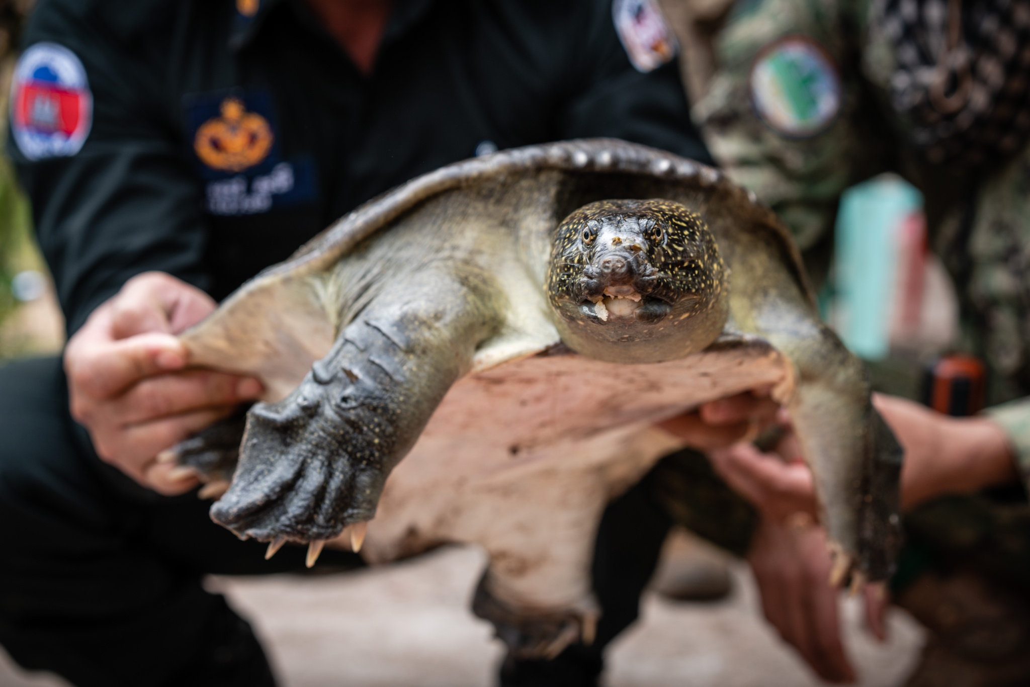An Asian softshell turtle seized in an illegal wildlife trade raid