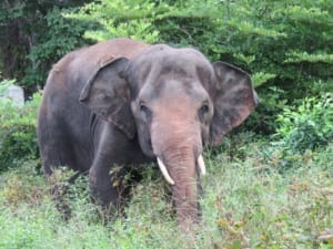 Chhouk the Asian Elephant