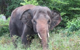Chhouk the Asian Elephant