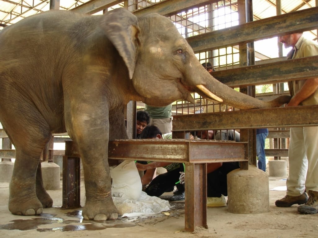 Chhouk the Asian elephant gets a cast for his prosthetic