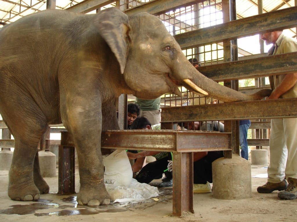 Chhouk the Asian elephant gets a cast for his prosthetic Chhouk the Asian elephant gets a cast for his prosthetic