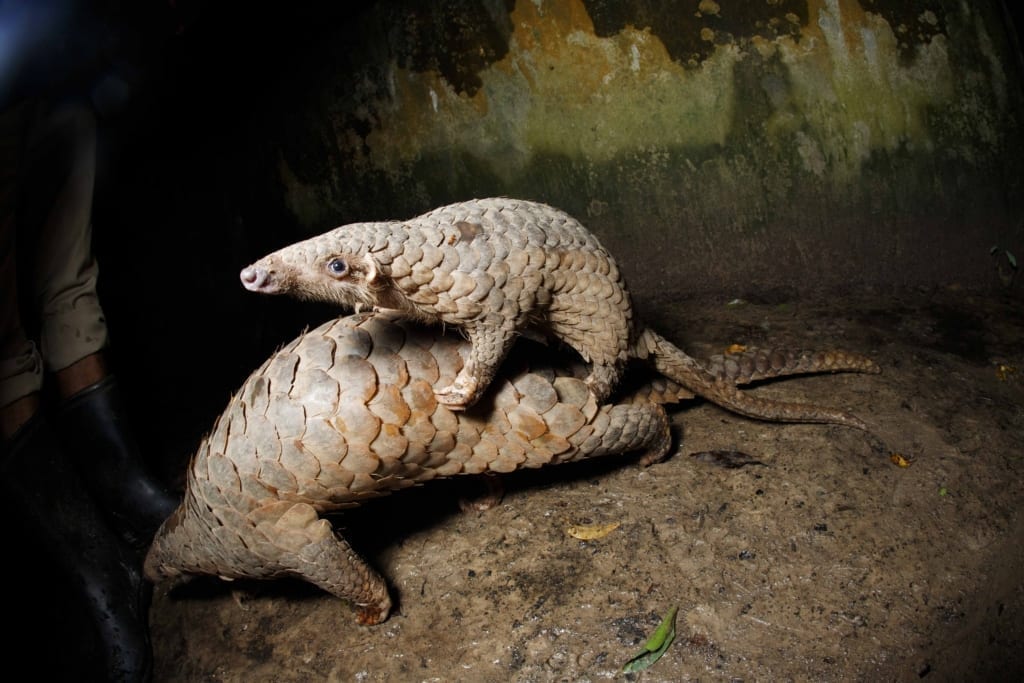 Sunda Pangolin Roux at Wildlife Alliance’s Wildlife Release Station