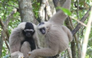 Primate Pileated Gibbon pair Angkor Wat landscape release program Wildlife Alliance Apsara Authority Forestry Administration Cambodia