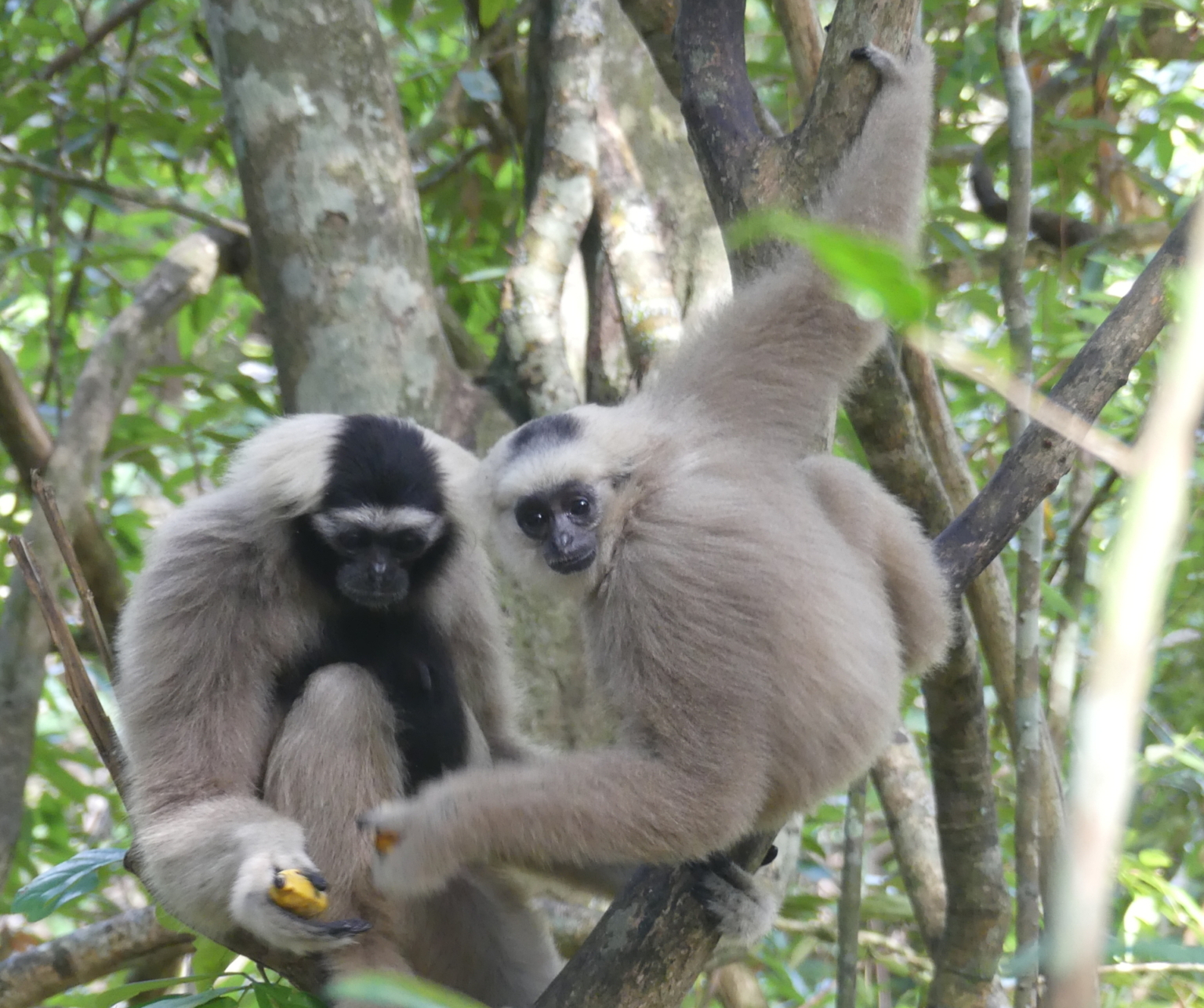 Primate Pileated Gibbon pair Angkor Wat landscape release program Wildlife Alliance Apsara Authority Forestry Administration Cambodia
