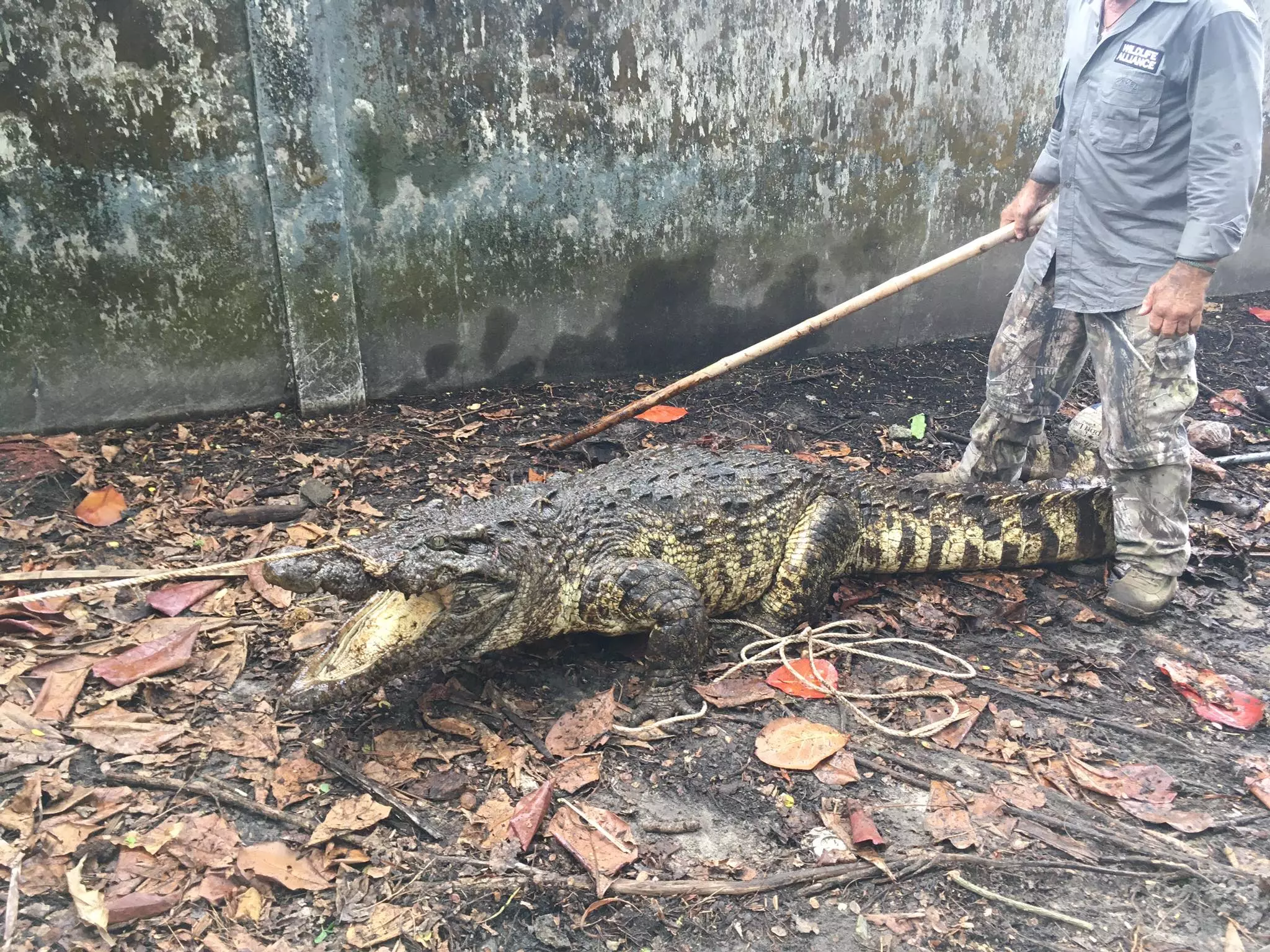 Critically Endangered Siamese Crocodiles Rescued! 