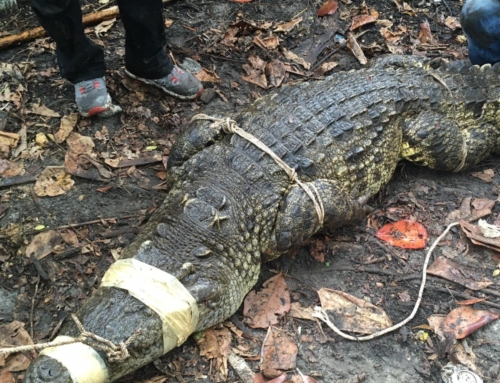 Crocodiles rescued in Koh Kong province