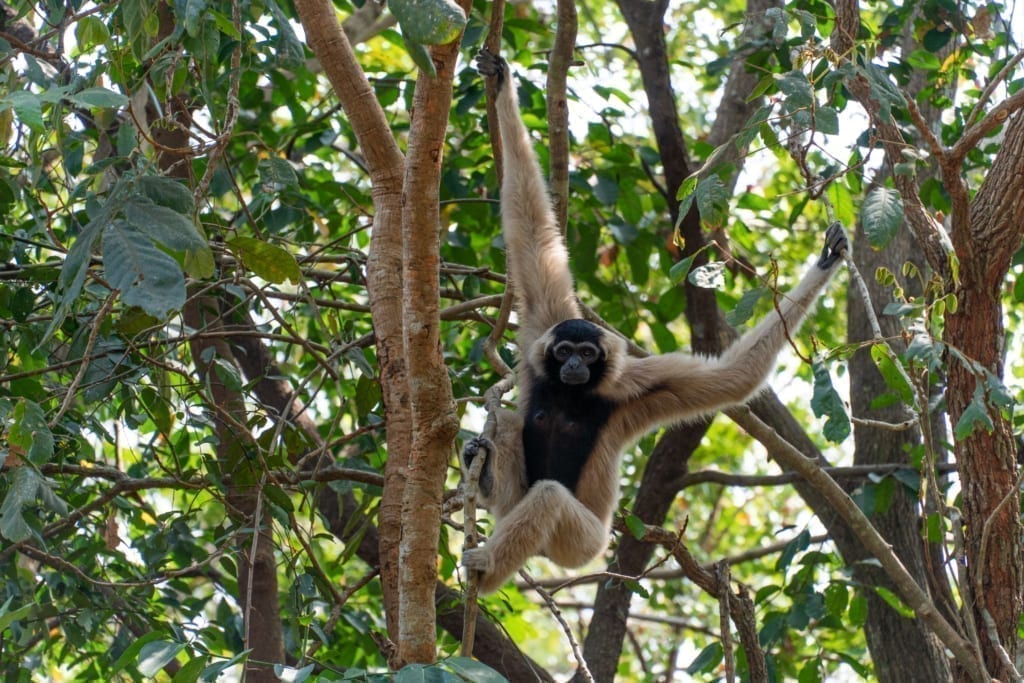 Female Pileated Gibbon in tree-07179