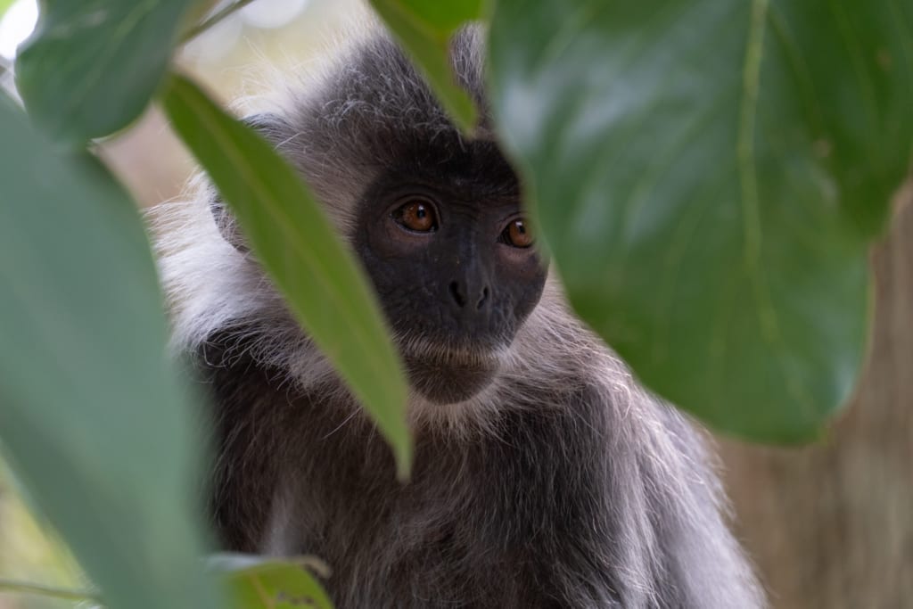 Silver Langur behind Tree-07050 (1)