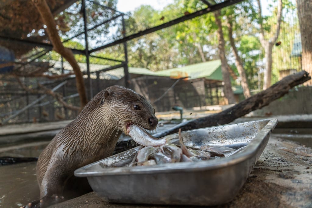 Smooth-coated otter victim of illegal pet trade Cambodia