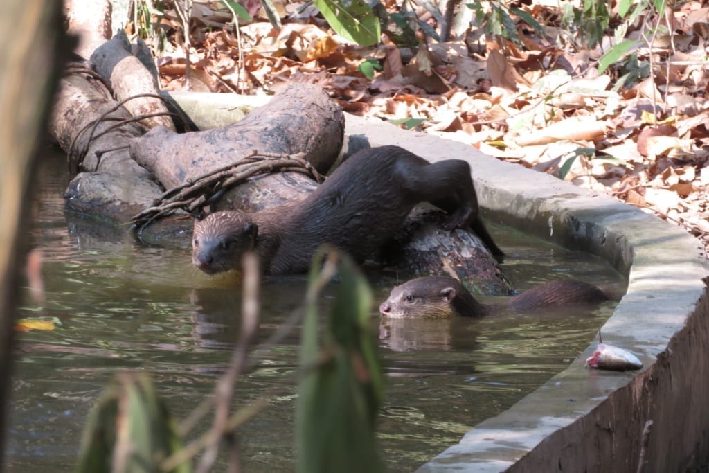 Smooth coated otters at Angkor