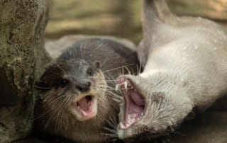 Smooth coated otters playing at Phnom Tamao