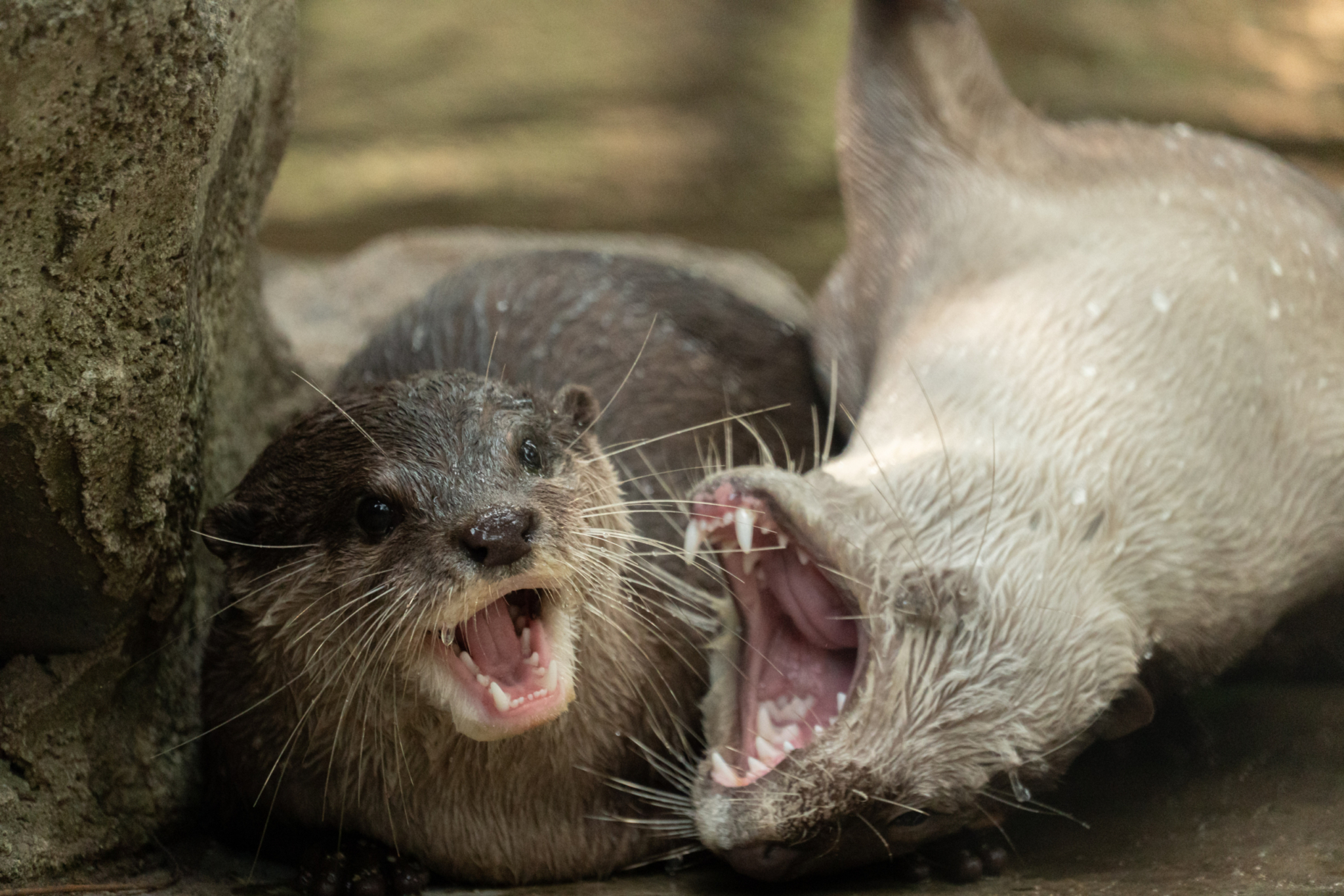 Smooth coated otters playing at Phnom Tamao