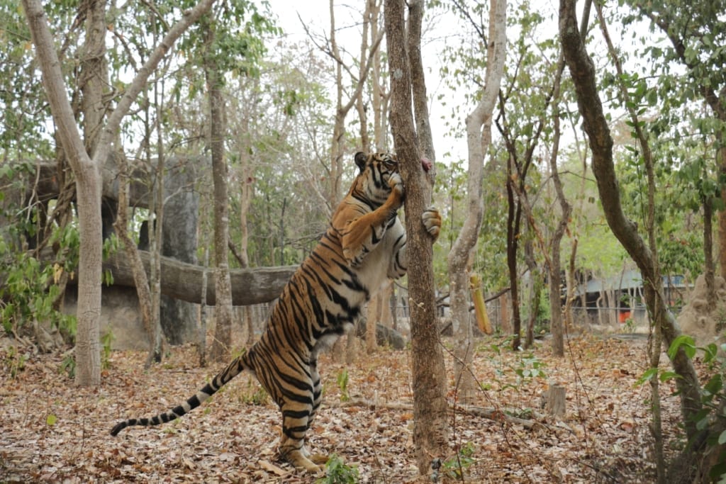 Indochinese tiger enrichment phnom tamao