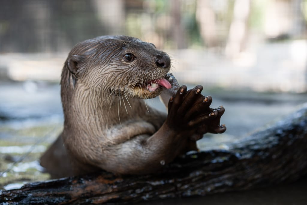 Smooth Coated Otter