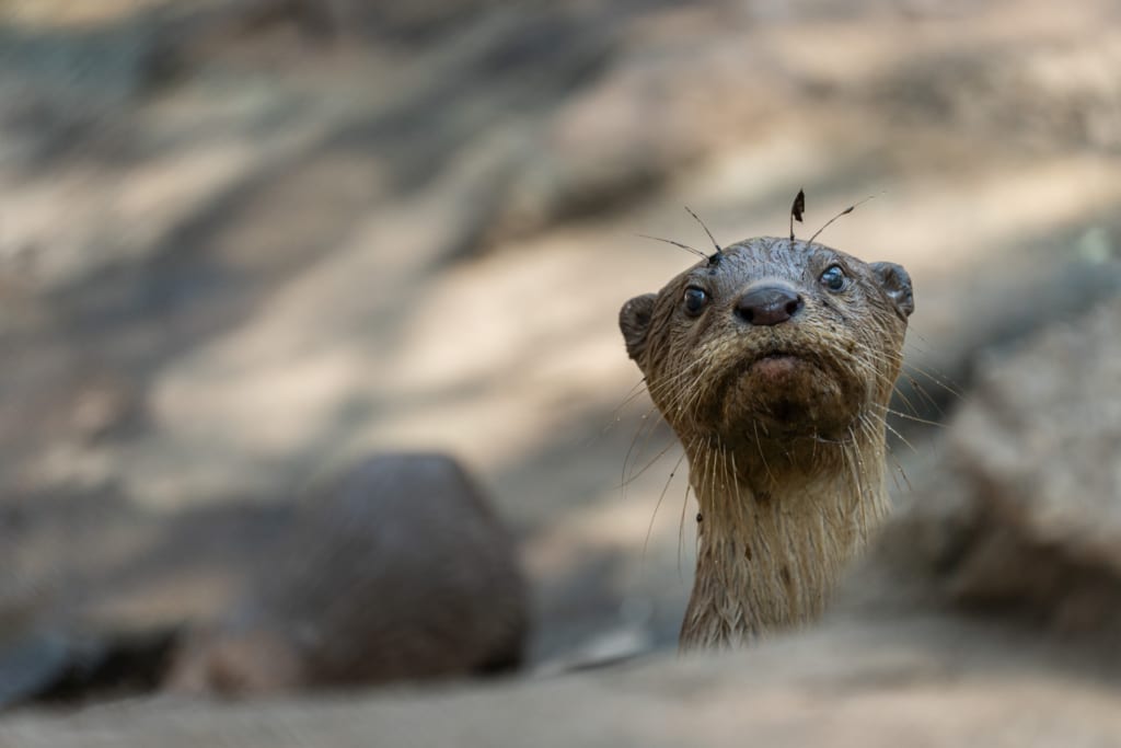 Smooth Coated Otter Phnom Tamaoa