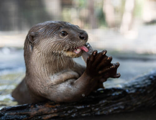Otter 101 on World Otter Day !