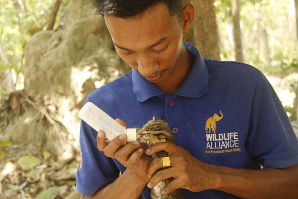 Baby leopard cat