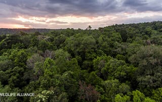 Cardamom Rainforest landscape Cambodia Wildlife Alliance WA_Watermarked resized