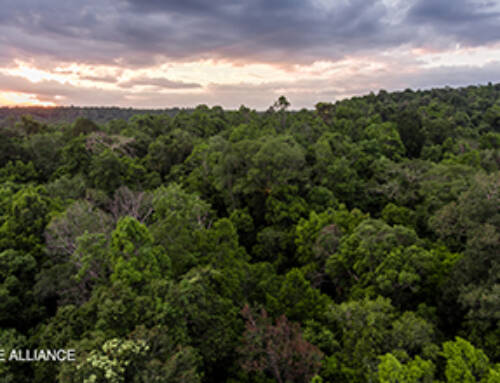 5 ways you can help save rainforests in Asia
