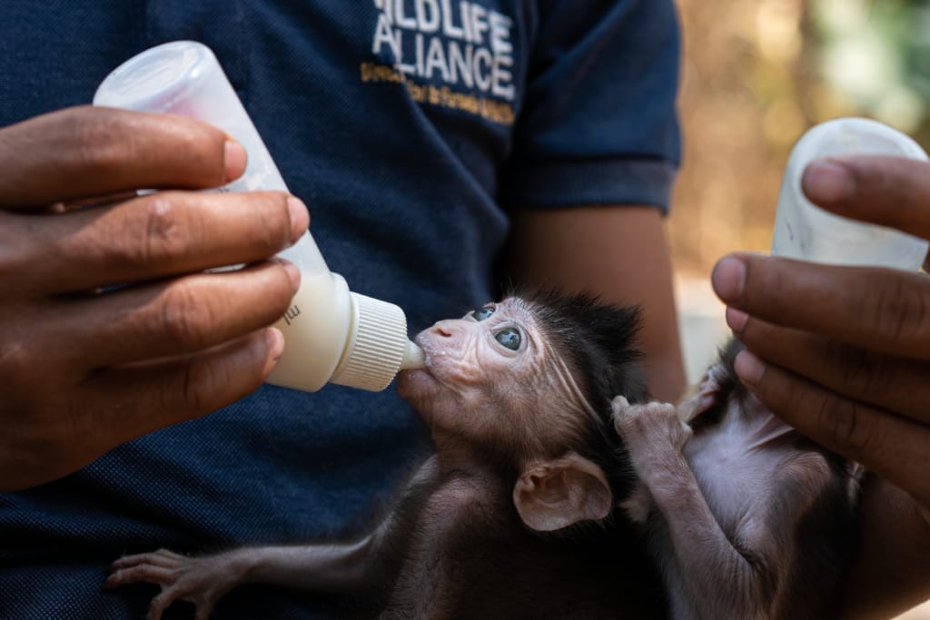 Long tailed macaques feeding at Phnom Tamao Wildlife Rescue Center