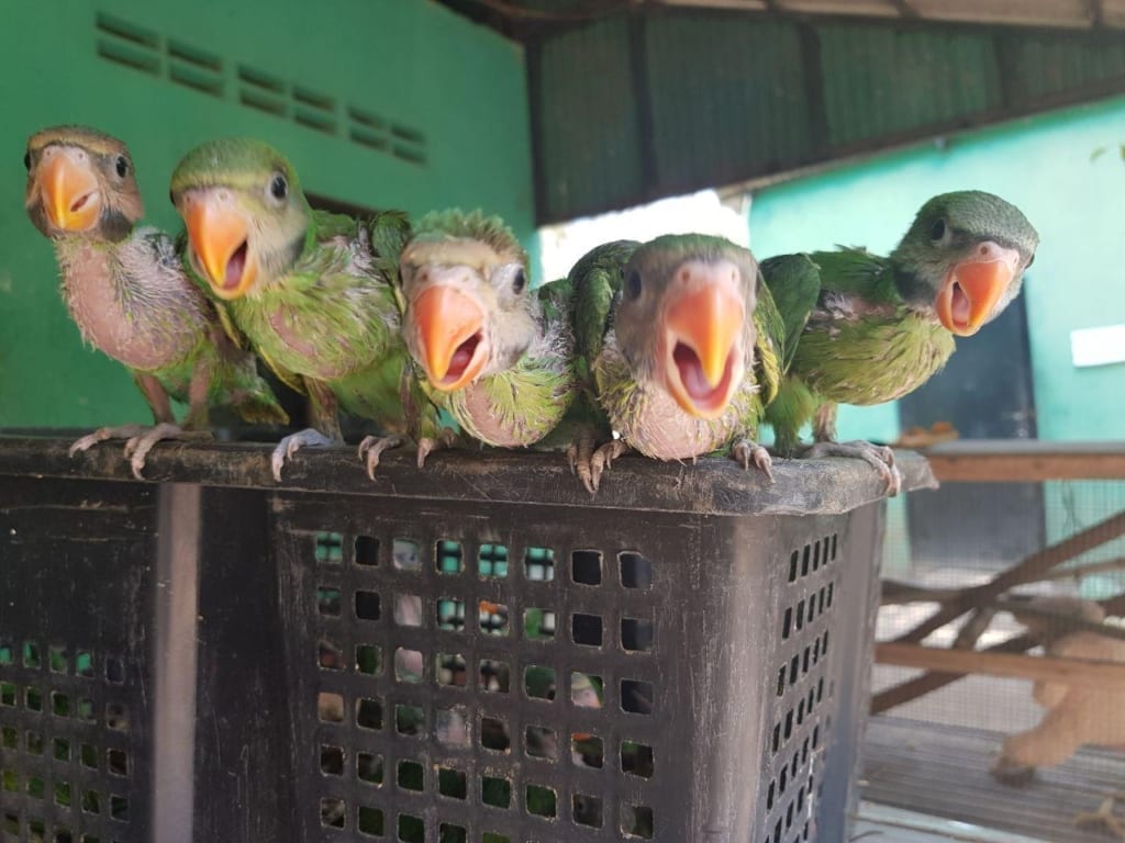 Parakeets at Phnom Tamao Wildlife Rescue Center