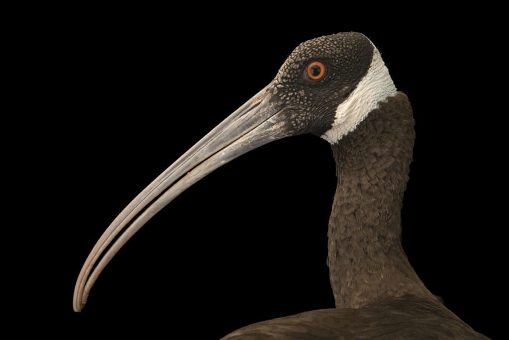 White Shouldered Ibis Joel Satore Photo Arc