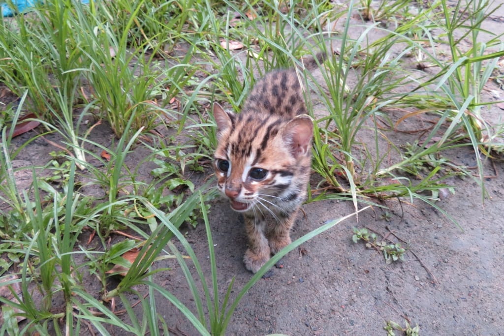 Leopard Cat Kitten