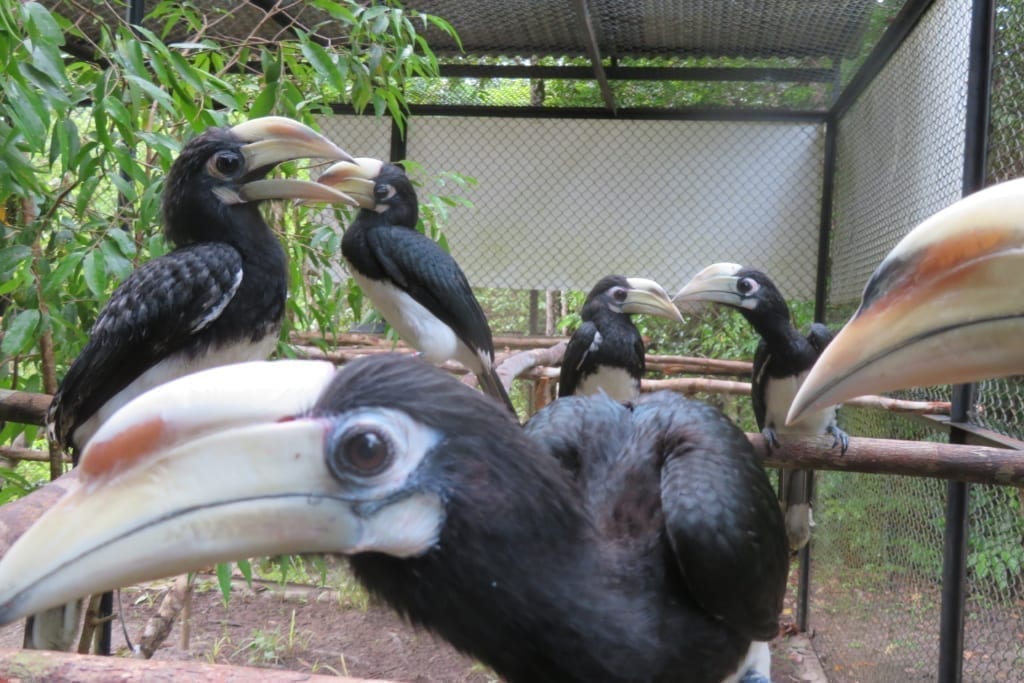 Pied hornbill