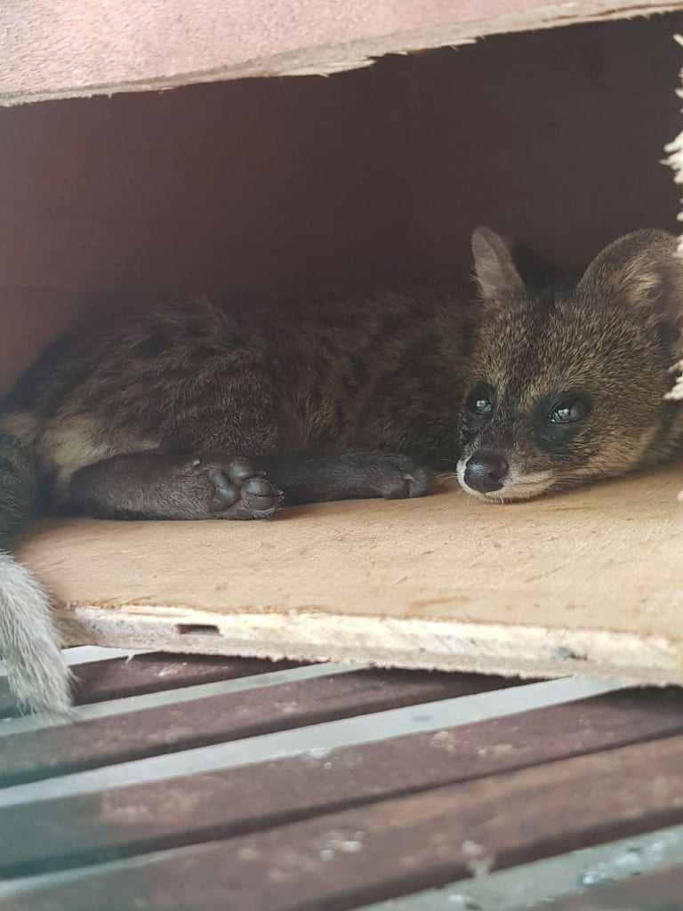 small indian civet (1)