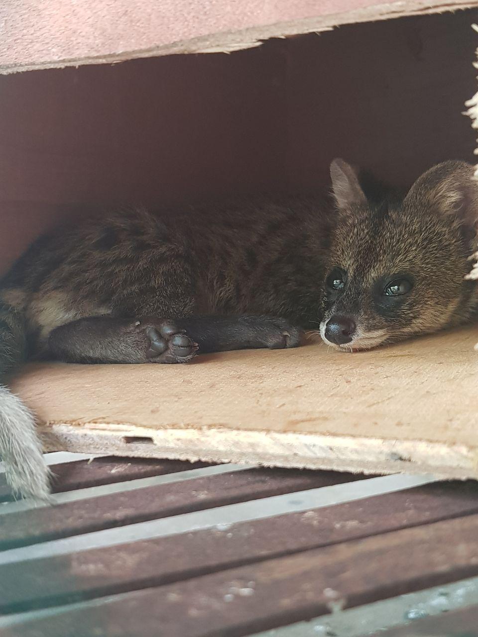 small indian civet (1)