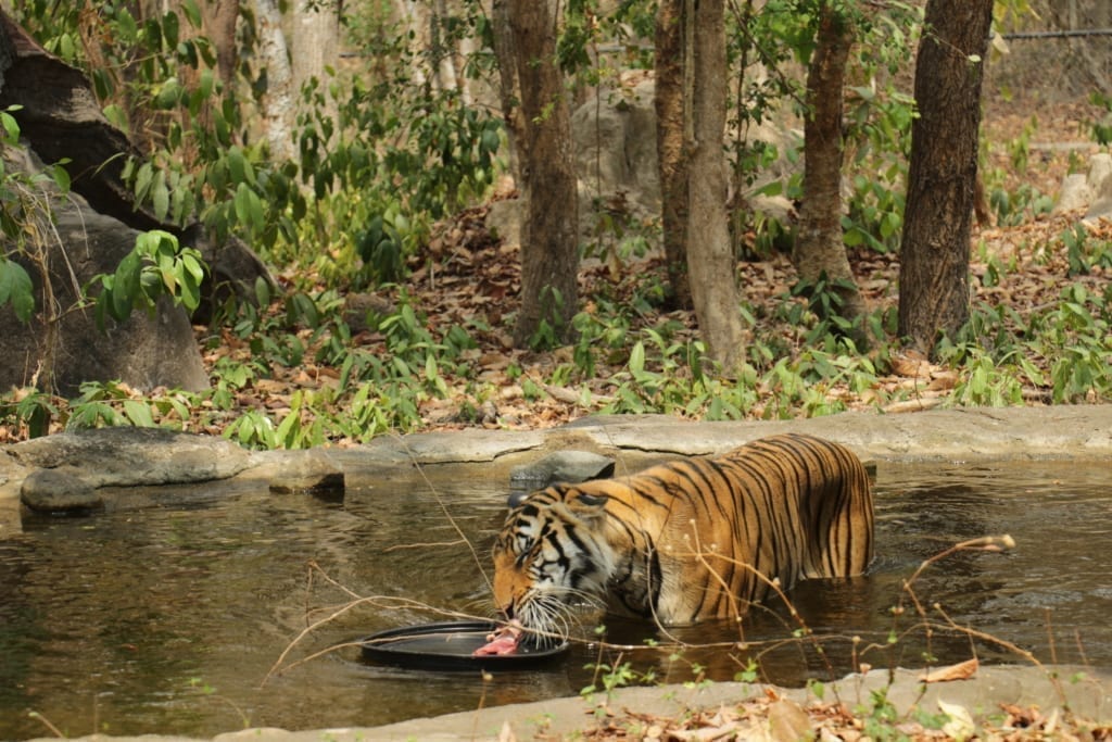 tiger enrichment in pool