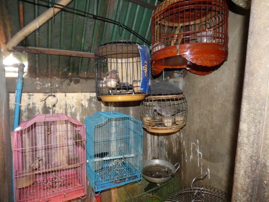 Birds in the illegal wildlife trade in Southeast Asia