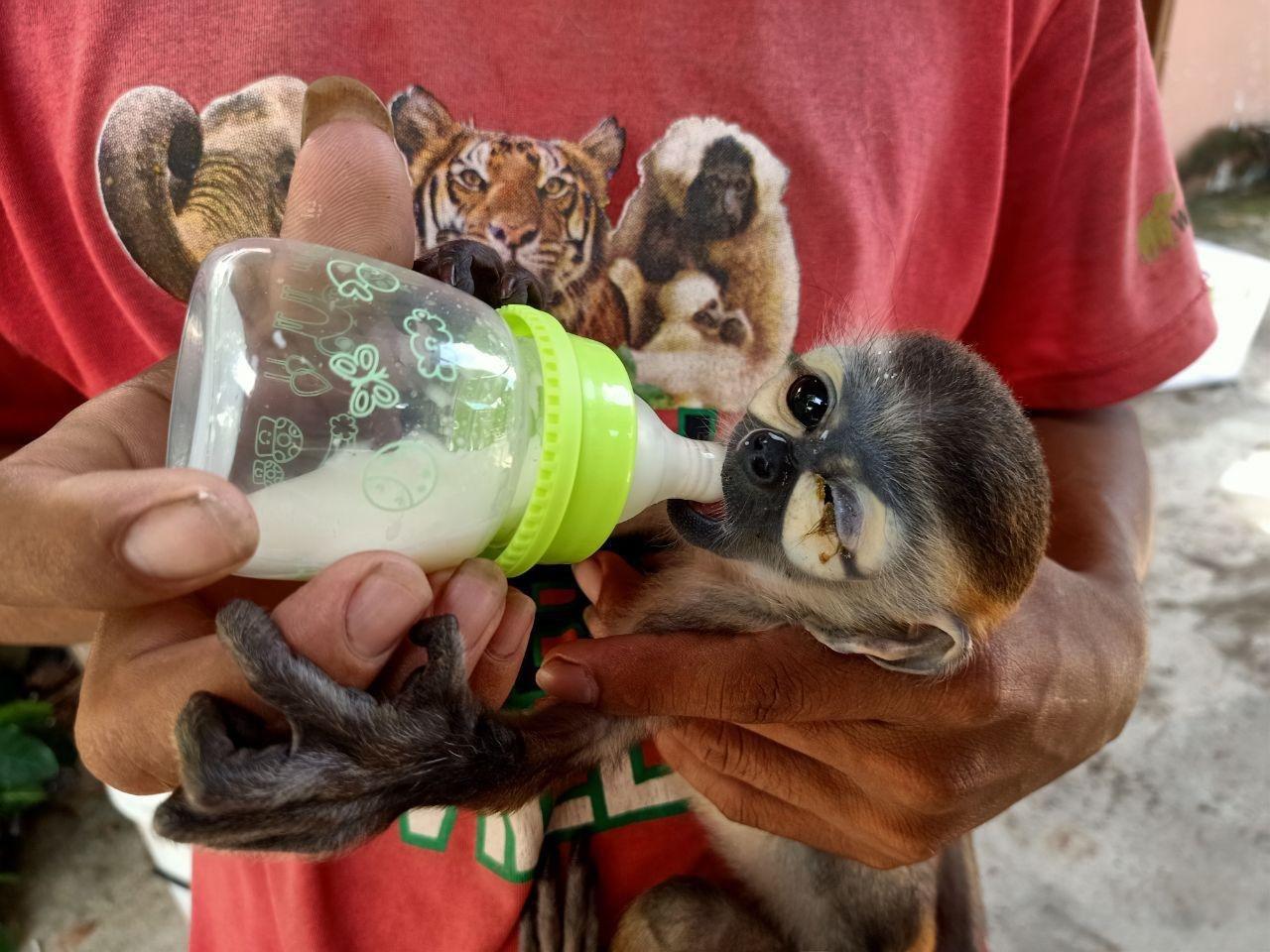 Black-shanked douc langur being bottlefed at Phnom Tamao Wildlife Rescue Centre