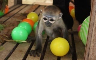 Black-shanked douc langur rescued from the illegal wildlife trade in Cambodia