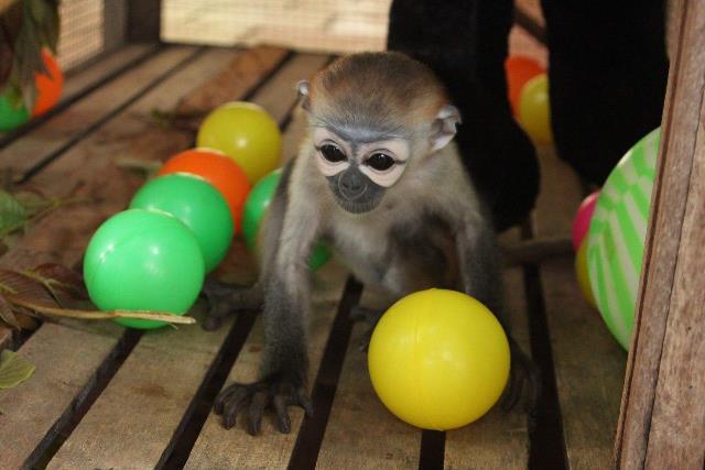 Black-shanked douc langur rescued from the illegal wildlife trade in Cambodia