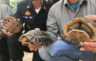 Elongated tortoise picture